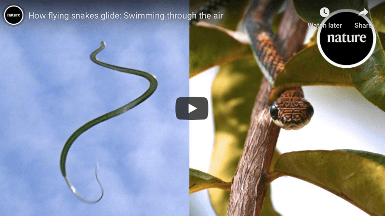 snakes