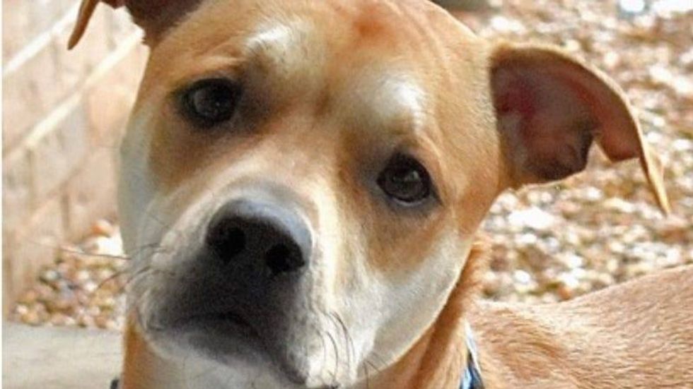 Snoopy@ Austin Humane Society
