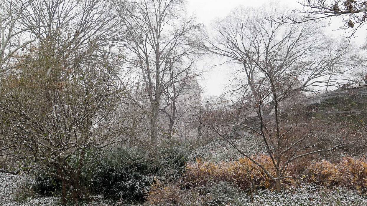 Snow Central Park