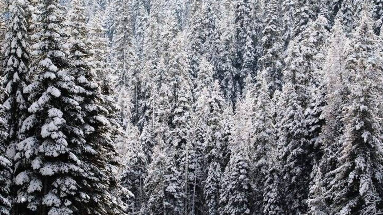 Snow covered forest.