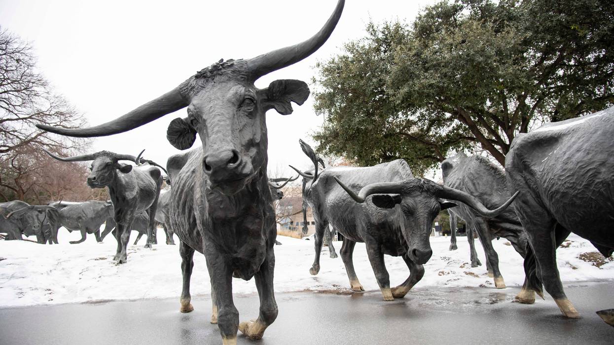 Snow lies on the ground and on the backs of sculptures at the Dallas Cattle Drive Sculptures after a winter storm on Feb. 3, 2022 in Dallas, Texas.