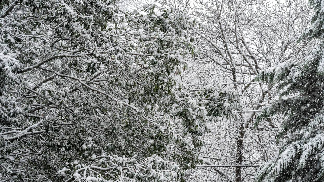 Snow on trees
