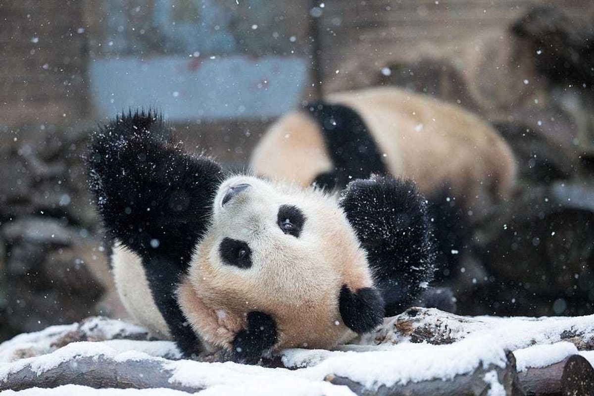 snow panda