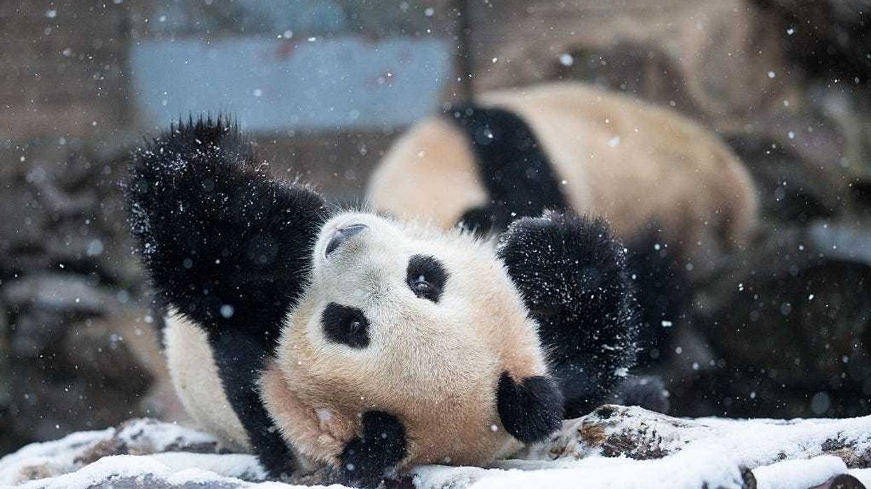 snow panda