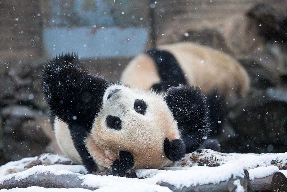 Giant panda cub frolics in the snow after major storm hits the East Coast