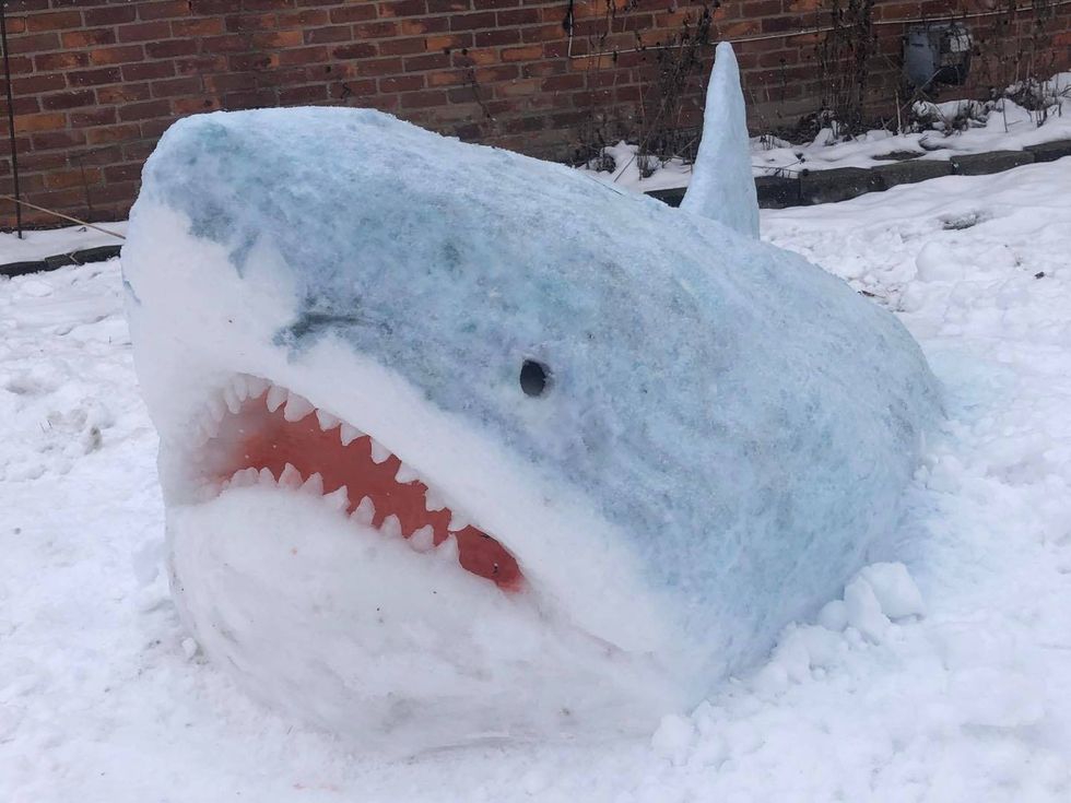 Snow sharks on front lawn in Madison Heights