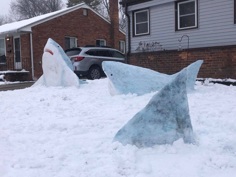 Snow sharks on front lawn in Madison Heights