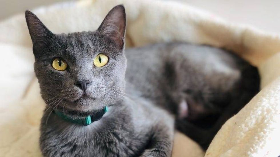 Snowberry @ Austin Humane Society 5/24/23