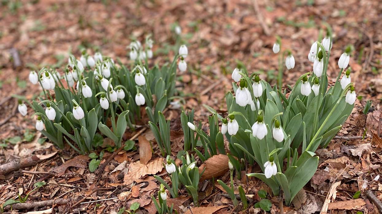 Snowdrops blooming at Morris Arboretum in Chestnut Hill.