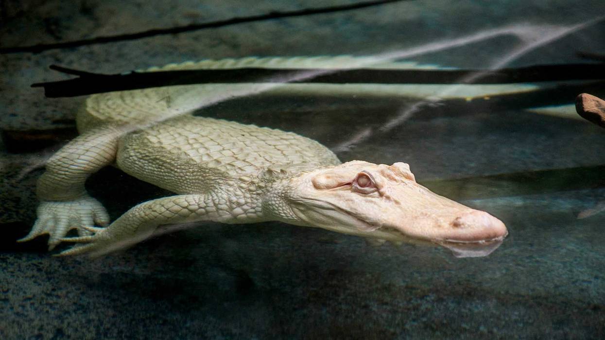 Snowflake, a 7-foot-long albino American alligator, will reside at Brookfield Zoo’s Swamp habitat through September. Albino alligators are extremely rare--only about 100 exist in the world.