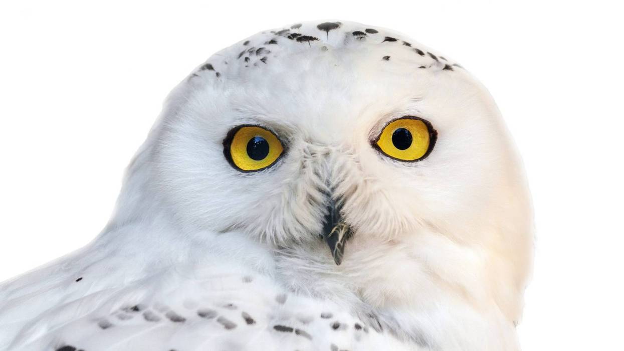 Snowy Owl