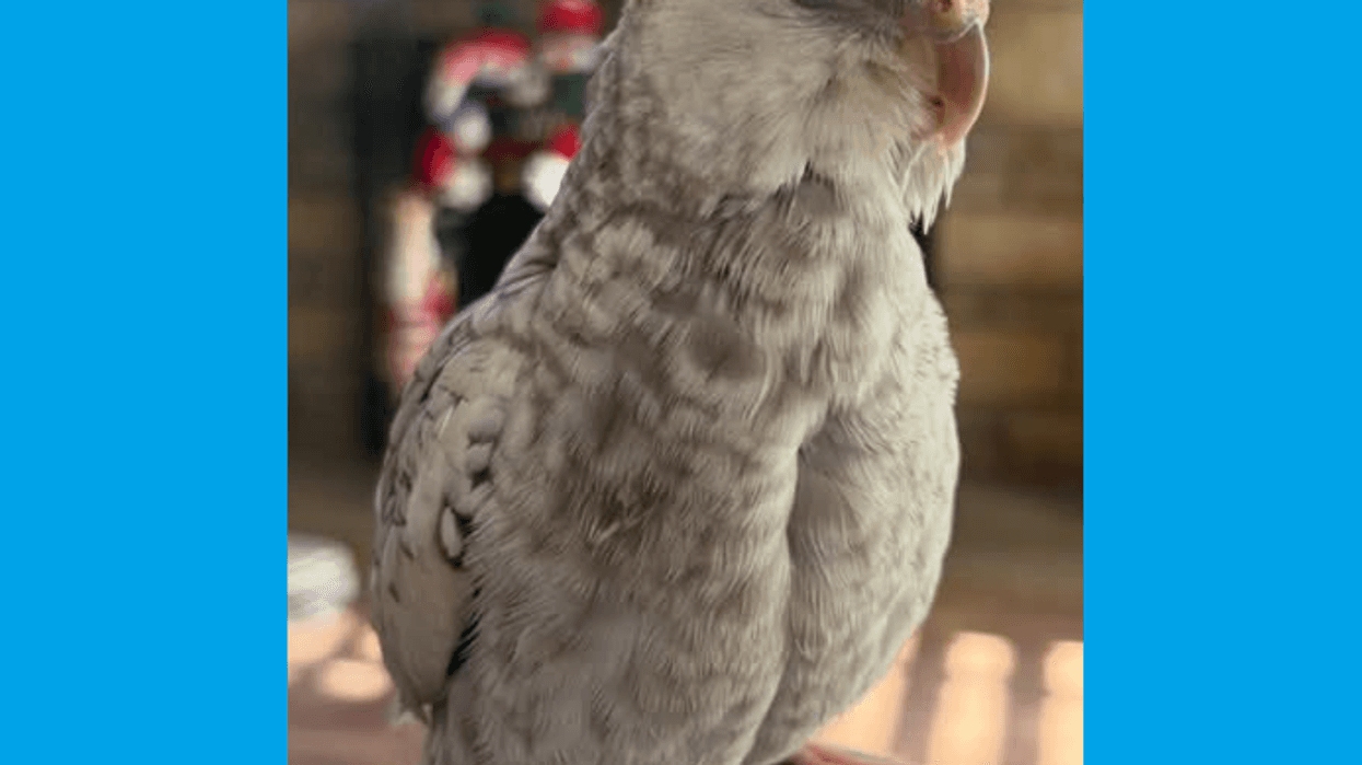Family asking for help locating missing cockatiel