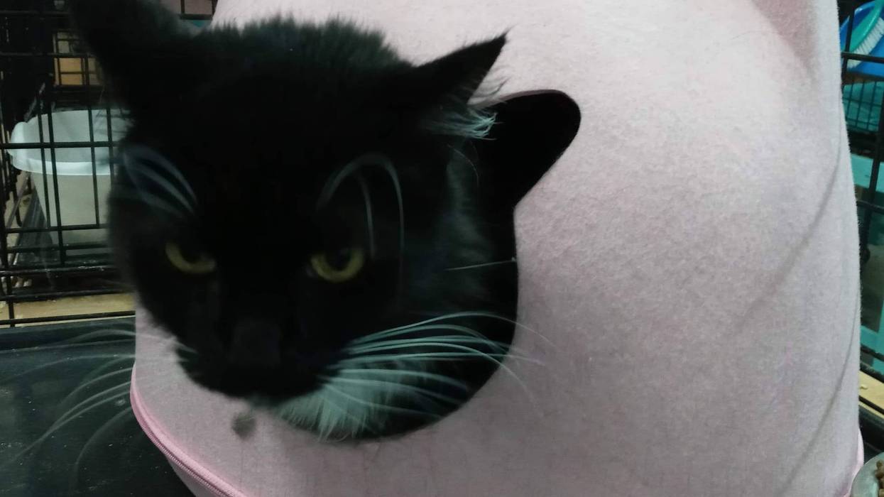 Snuggles - a black & white tuxedo cat at ARE Animal Rescue in Hemet