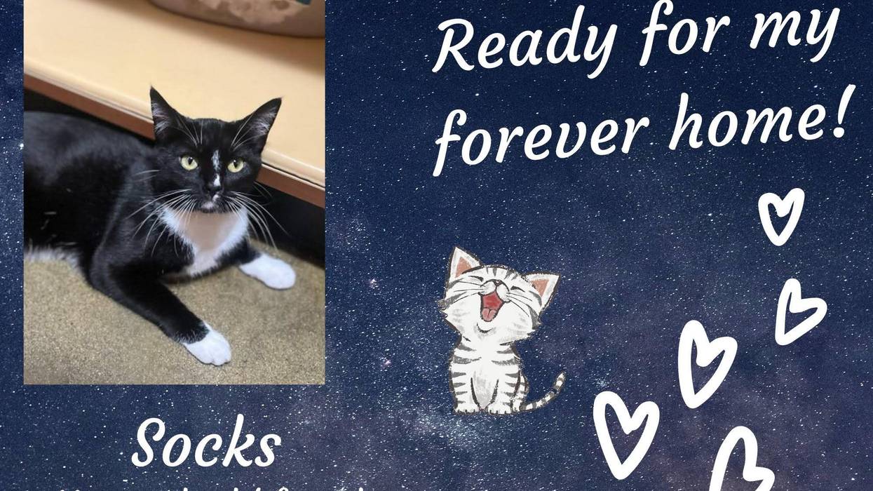 Socks, a black and white tuxedo cat