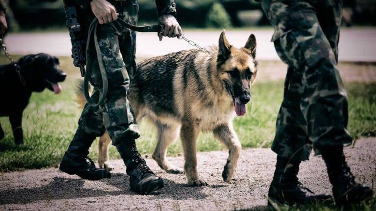 Soldier with military working dog