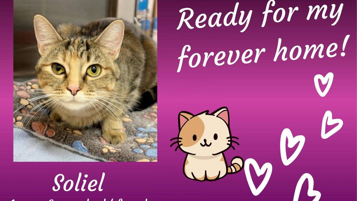 Soleil, a year and a half old brown tabby cat