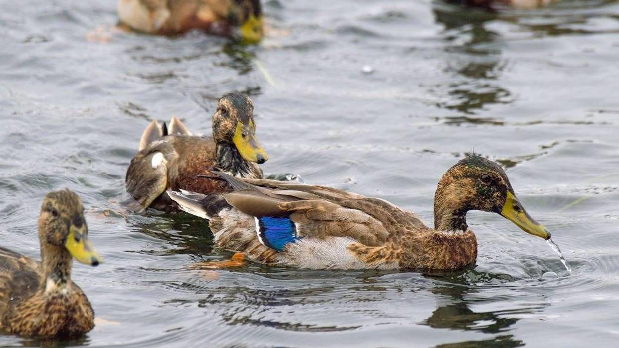 Some of the more than 100 mallard ducks being released behind Beach & Bay Mobile Home Port in Newport Beach, Calif., on Nov. 2, 2021.