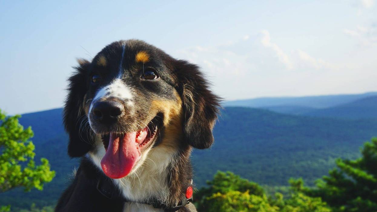 Some Pennsylvania State Parks are becoming more pet friendly for the upcoming camping season.