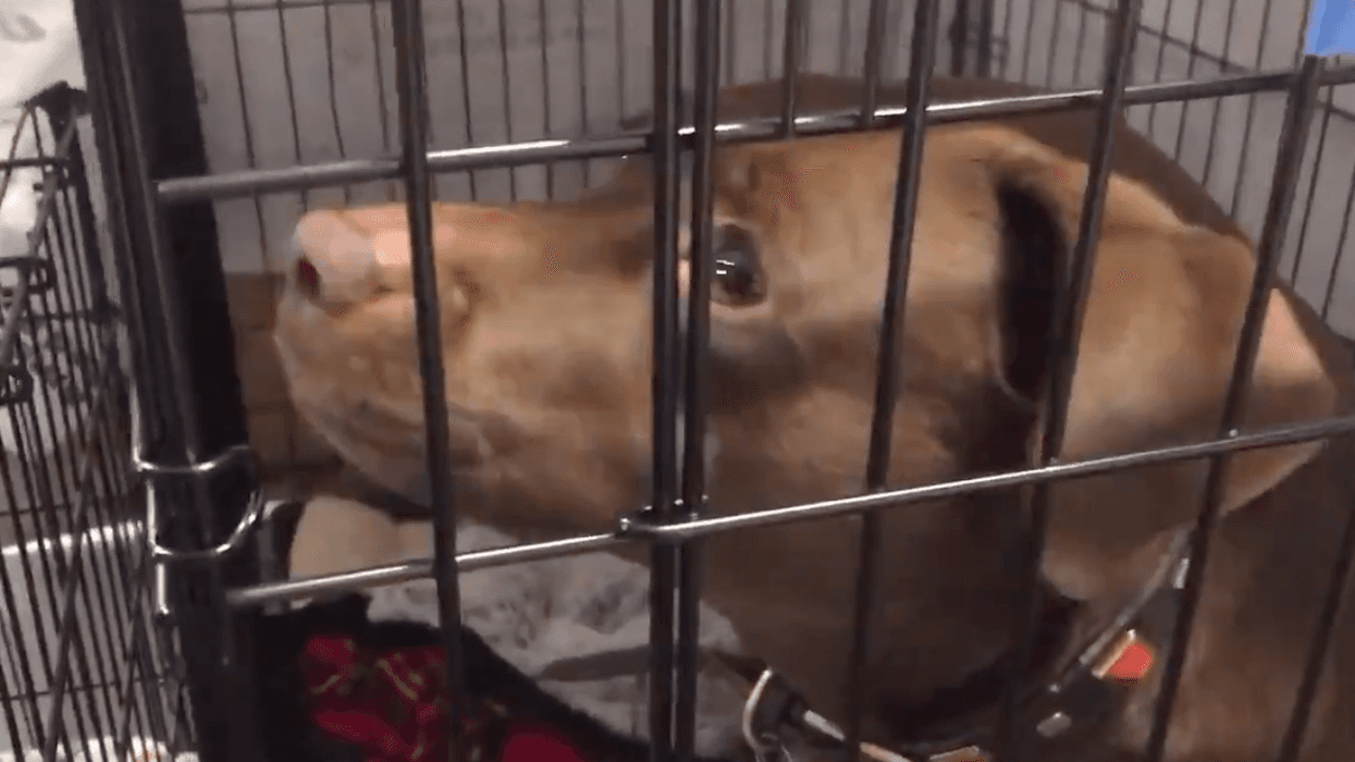 Some pets and their owners were separated during the evacuations and road closures imposed during the Kincade Fire in Sonoma County in October 2019.