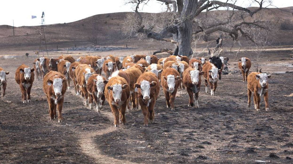 The beef crisis & the move to reopen cattle imports