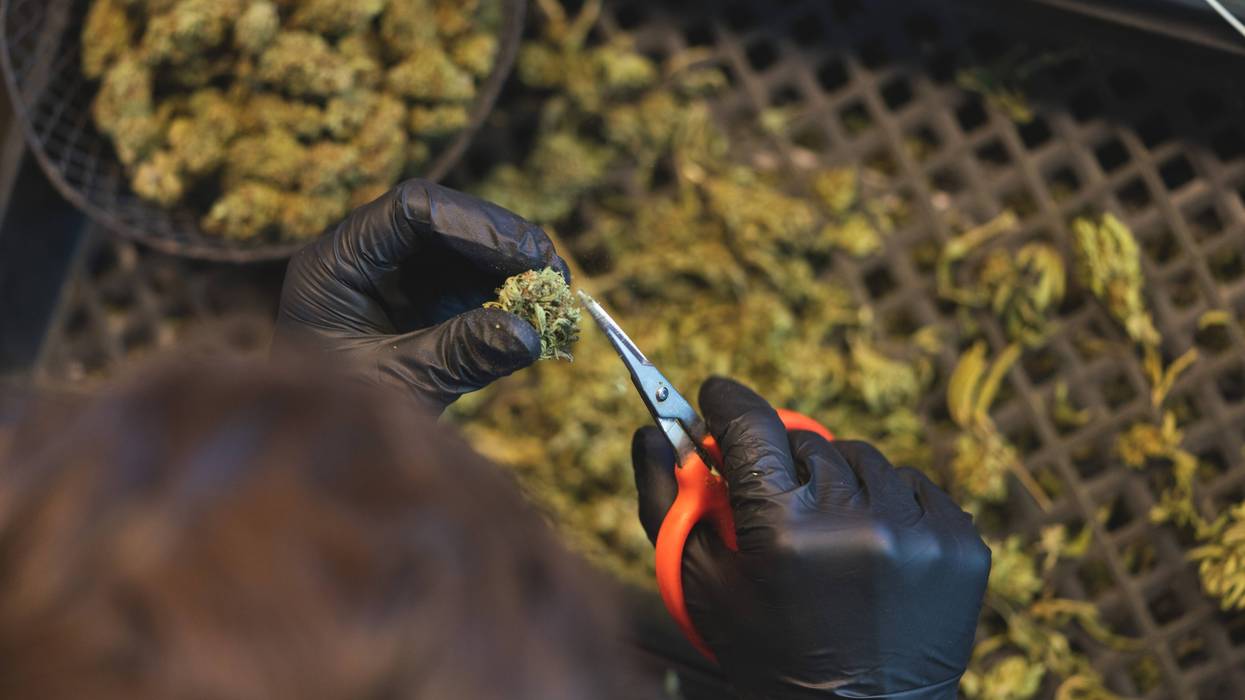 someone sorts through and trims a bunch of weed nugs aerial shot
