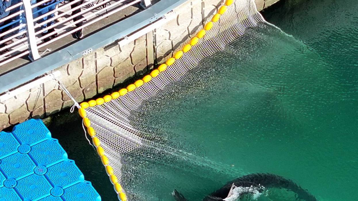 South Korea Shark