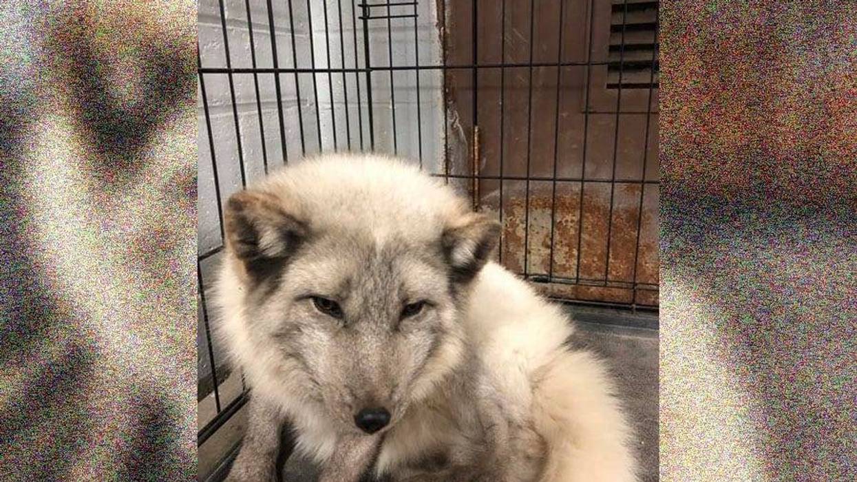 South Lyon Arctic Fox