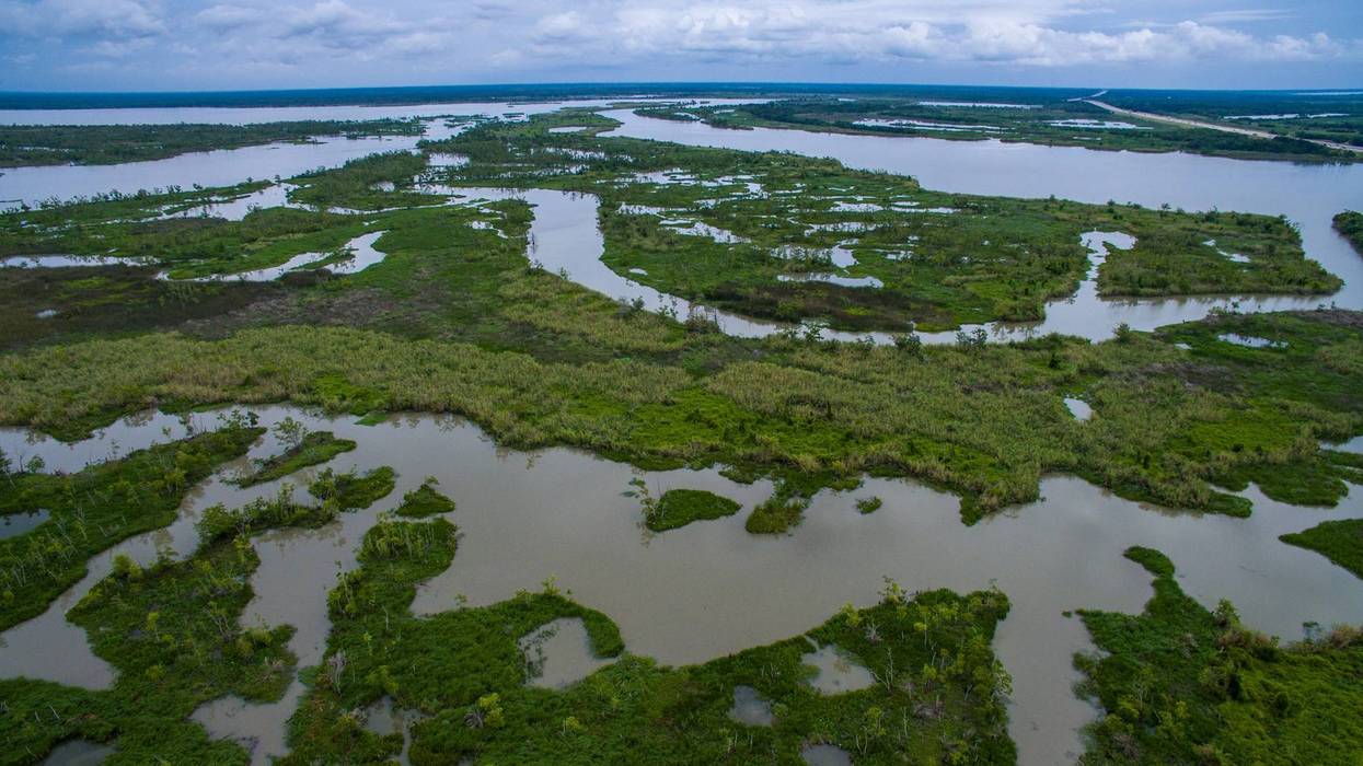 Southeastern University collects discarded Christmas trees to enhance wetlands