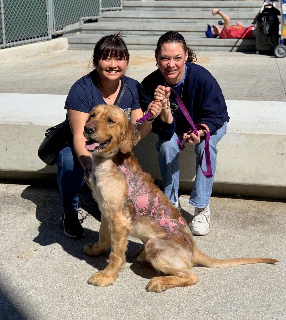 Southern California rescue rehouses more than 300 dogs each year.