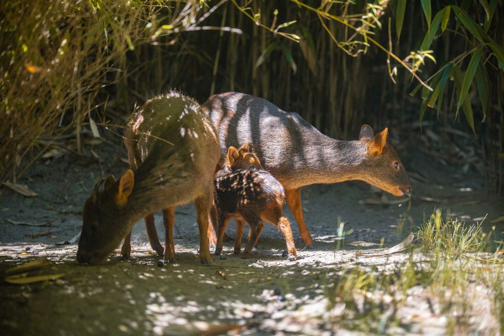 Southern pudu are found in the forests and scrubland across Chile and Argentina