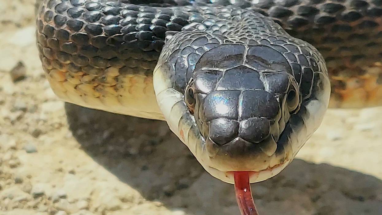 Southlake girl gets trapped in drainage pipe; escape routes blocked by snakes