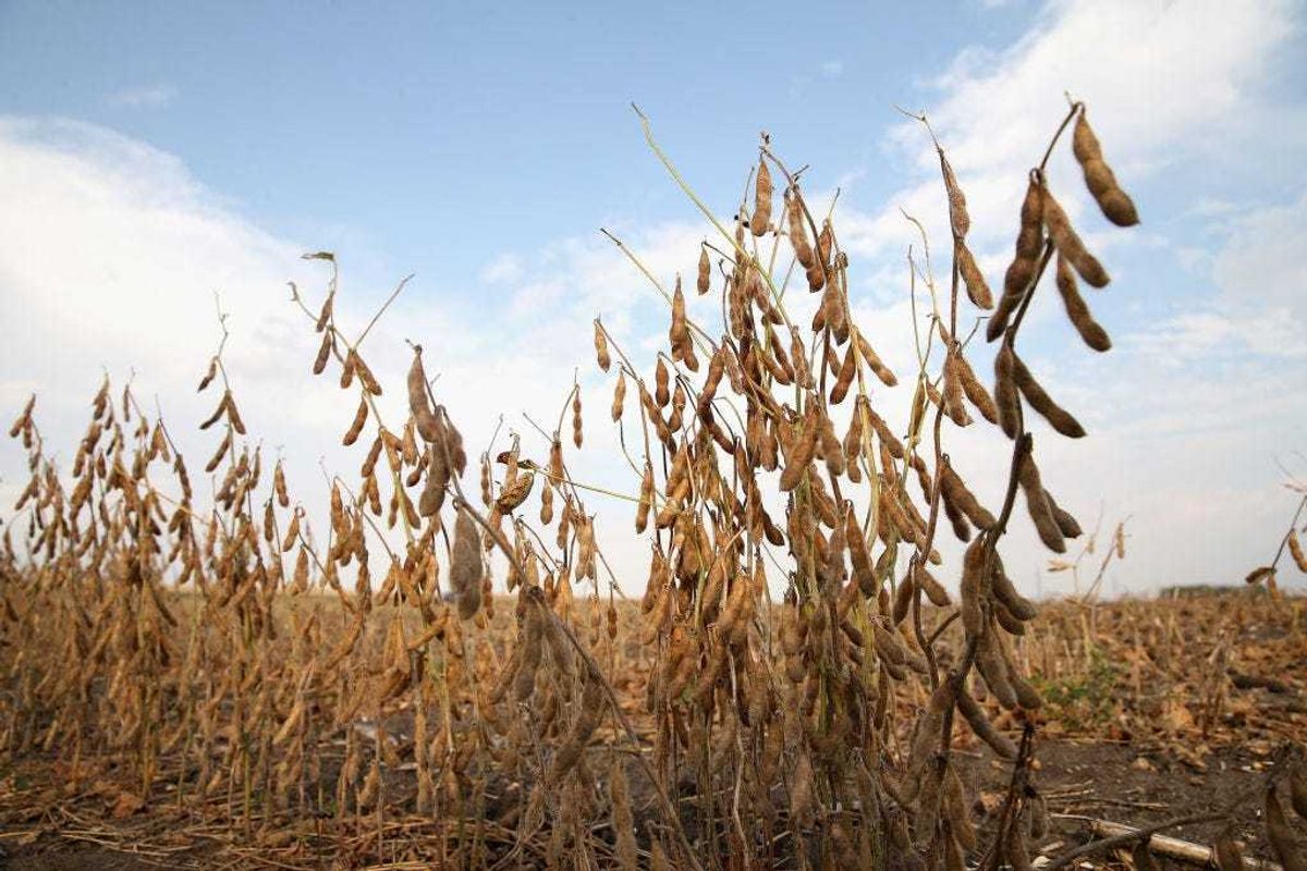 Soybeans in a field are ready for harvest on October 2, 2013 near Worthington, Minnesota. (Photo by Scott Olson/Getty Images)