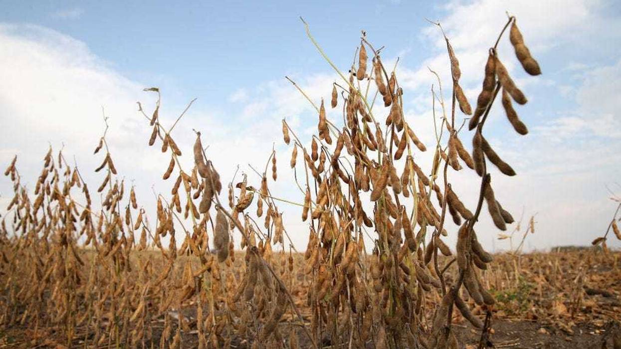 Soybeans in a field are ready for harvest on October 2, 2013 near Worthington, Minnesota. (Photo by Scott Olson/Getty Images)