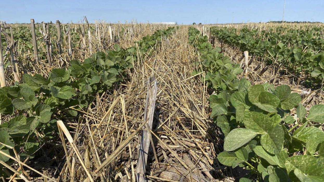 Soybeans planted in cereal rye cover crop. Planting cover crops can reduce soil erosion, break up compacted soil, provide a habitat for beneficial insects and wildlife, and prevent latent fertilizer from leaching into rivers and streams