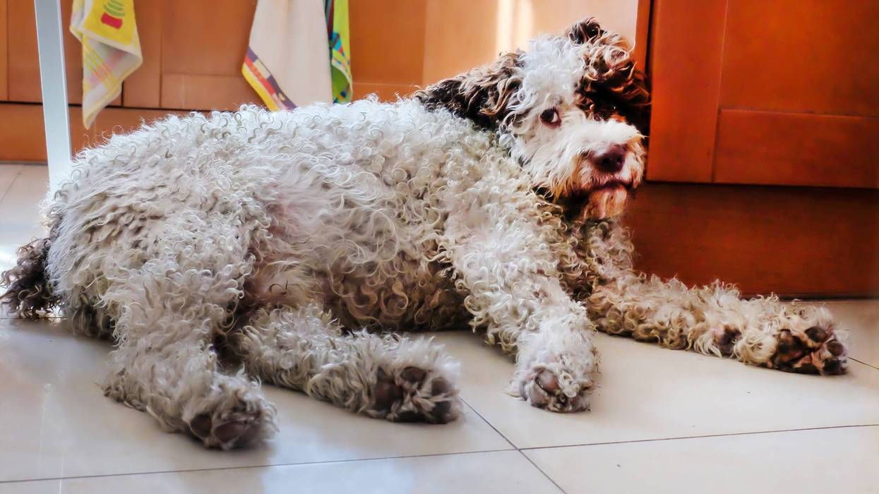 Spanish water dog resting on the kitchen floor