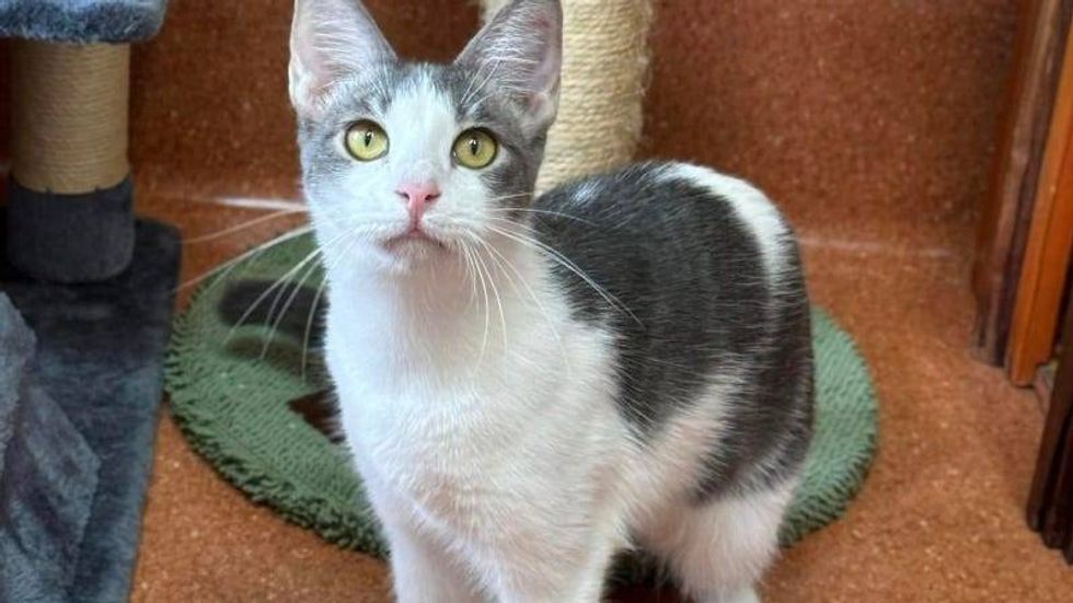 Sparky @ Austin Humane Society 11/13/24