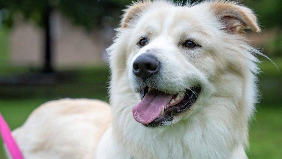 Sparky @ Austin Humane Society 5/17/23