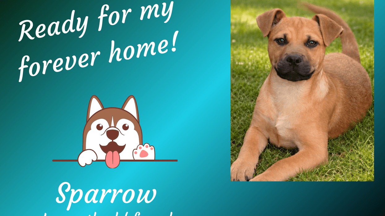 Pepper's Pets: Sparrow - ARE Animal Rescue