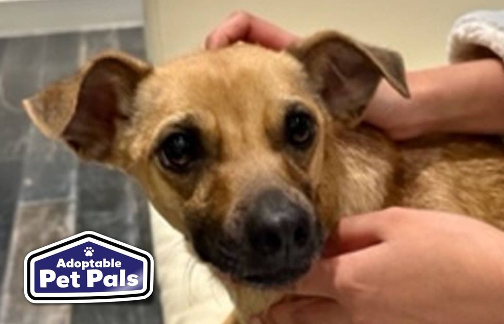 SPCA of Texas