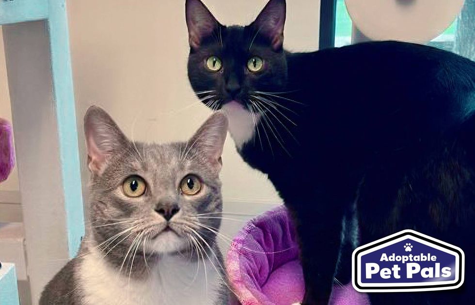 SPCA of Texas