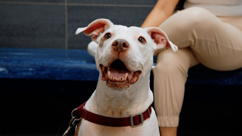 SPCA of Texas