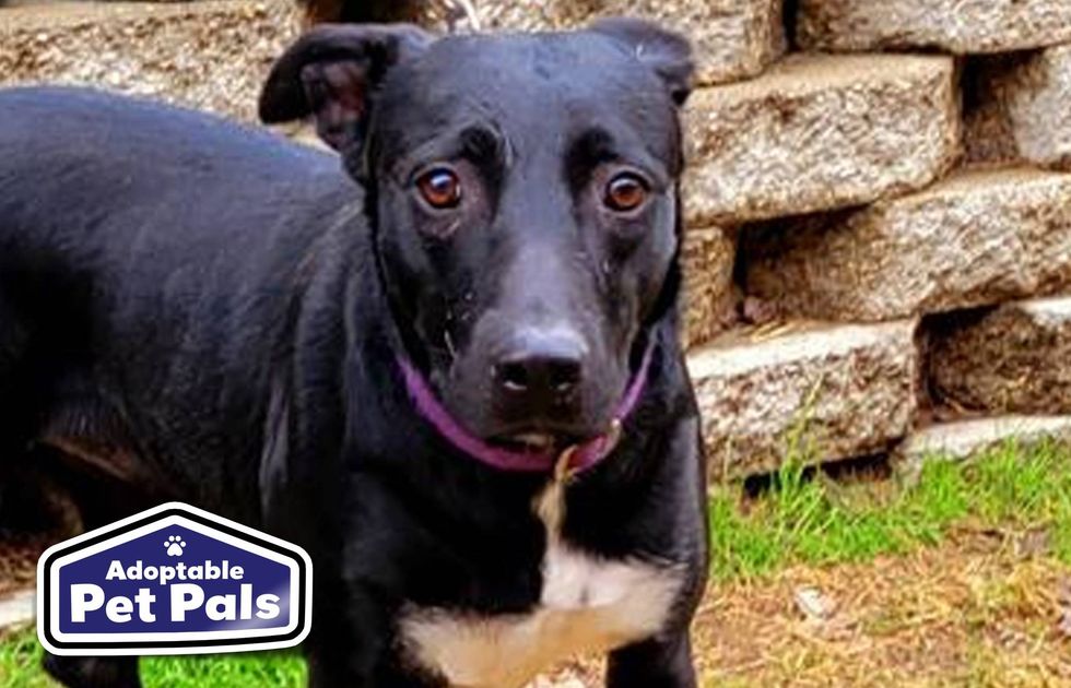 SPCA of Texas