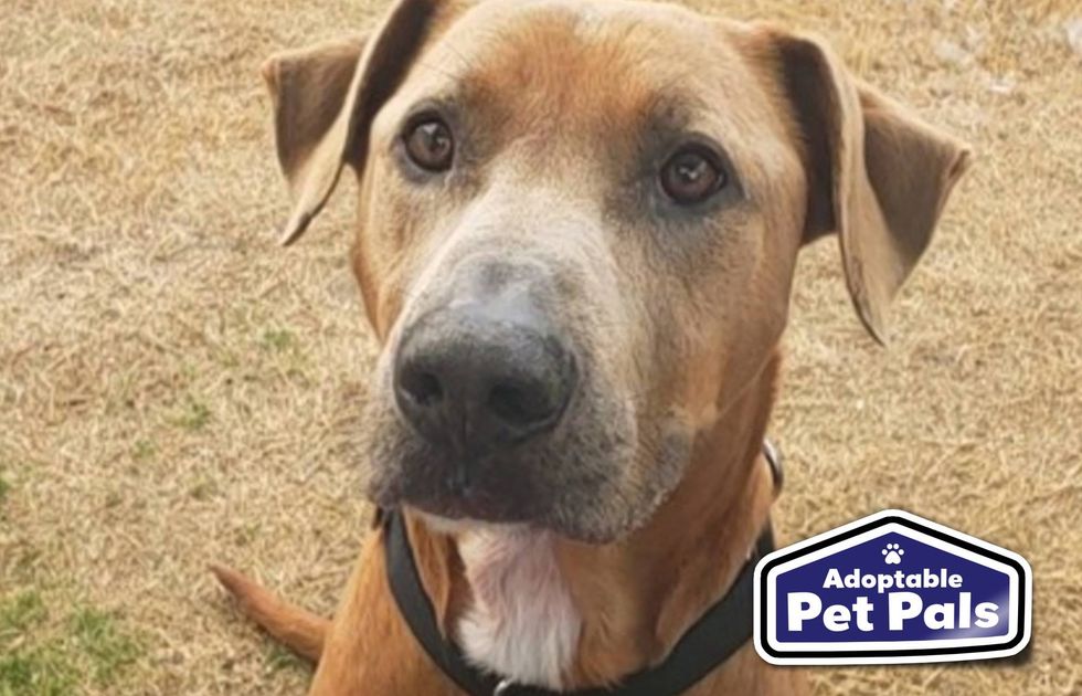 SPCA of Texas