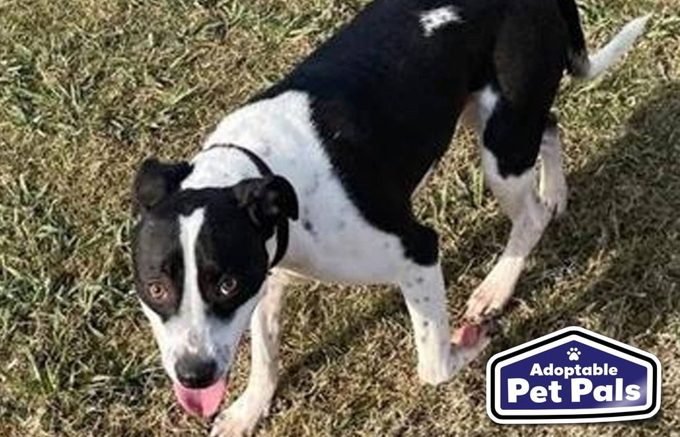 SPCA of Texas