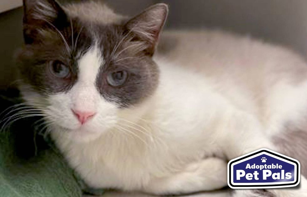 SPCA of Texas