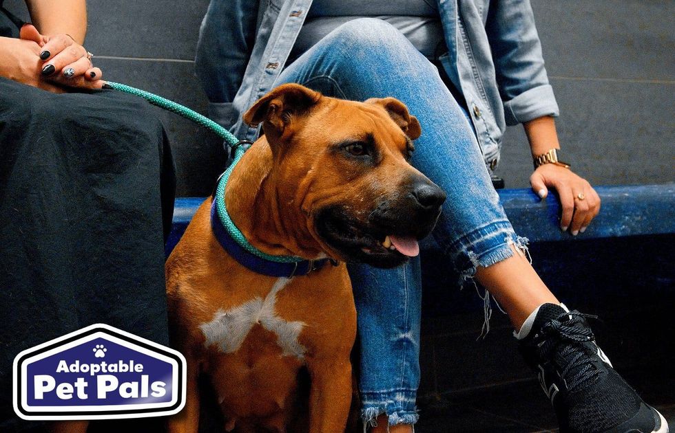 SPCA of Texas