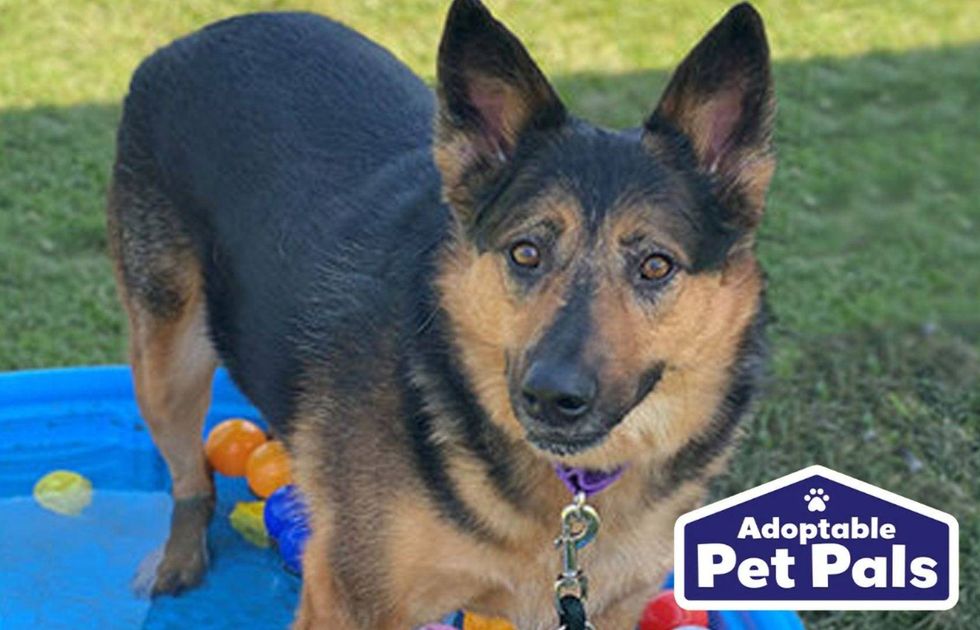 SPCA of Texas