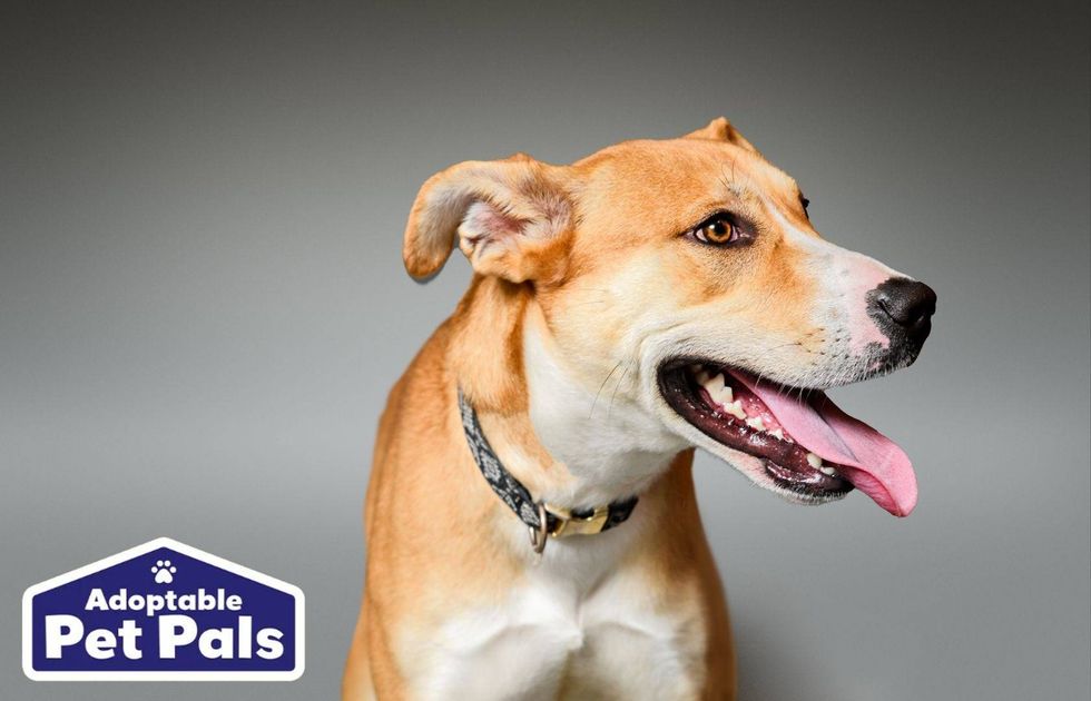 SPCA of Texas