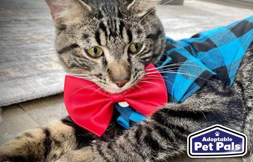 SPCA of Texas