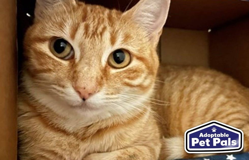SPCA of Texas